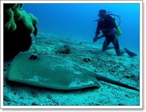 Redang Pelangi Sting Ray